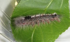 Euproctis punctifera