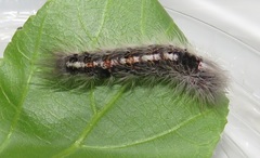 Euproctis punctifera