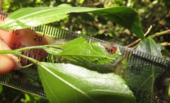 Euproctis punctifera