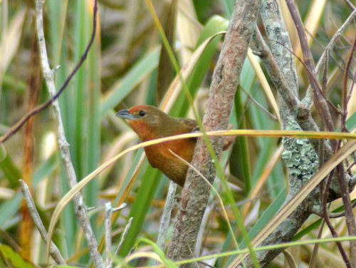 Orange-breasted Thornbird (Phacellodomus ferrugineigula), photo 5