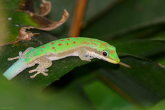 Phelsuma modesta modesta