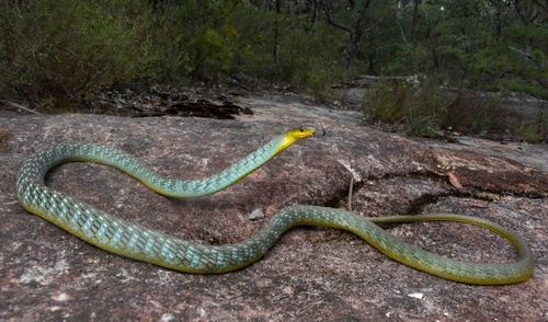 Common Tree Snake sighting