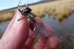 Aeshna juncea