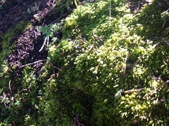 Thuidium peruvianum