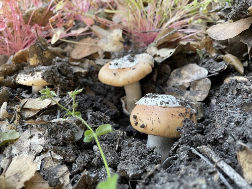 iNaturalist observation photo of springtime amanita