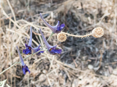 Delphinium peregrinum