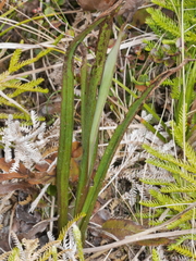 Thelymitra pulchella