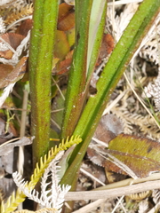 Thelymitra pulchella