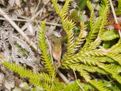 Thelymitra pulchella