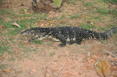 Varanus salvator salvator