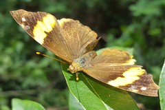 Epiphile orea