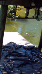 Crocodylia