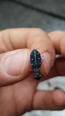 Cicindela flavomaculata