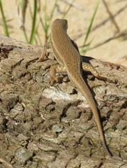 Trachylepis depressa