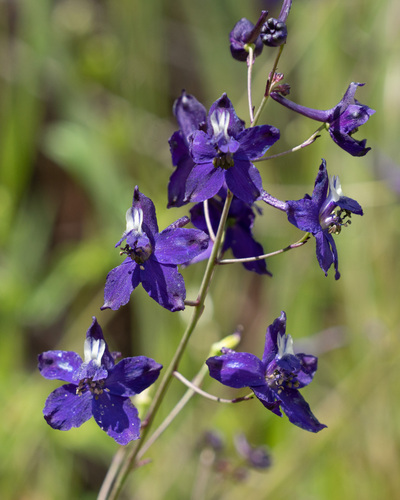 Delphinium patens ssp. hepaticoideum