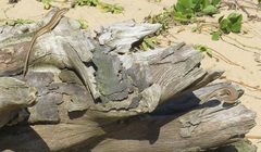 Trachylepis depressa