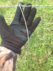 Thamnophis proximus proximus