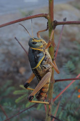 Brachystola behrensii