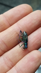 Cicindela flavomaculata
