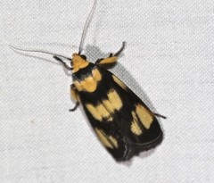 Xylorycta heliomacula