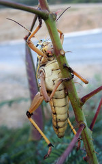 Brachystola behrensii