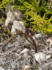 Thelymitra pulchella