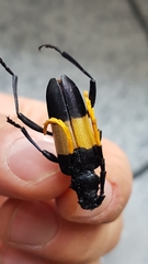 Pachyteria dimidiata