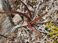 Thelymitra pulchella
