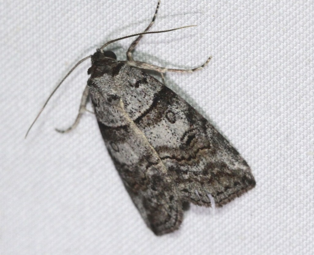Calathusa hypotherma
