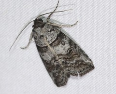 Calathusa hypotherma