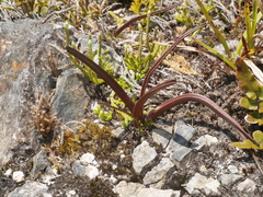 Thelymitra pulchella