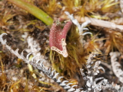Thelymitra pulchella