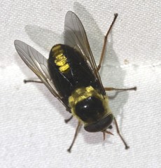 Scaptia pulchra