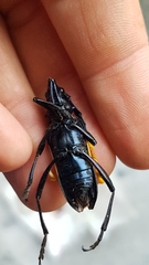 Pachyteria dimidiata