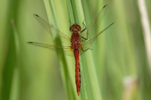 Cherry-faced Meadowhawk