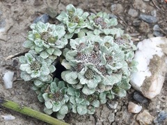 Filago tyrrhenica