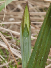 Thelymitra formosa