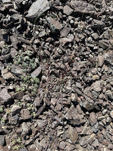 Image of Sanicula saxatilis by (c) Matt Berger, some rights reserved (CC BY)