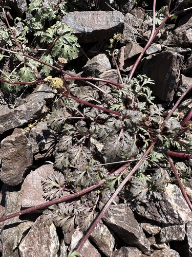 Image of Sanicula saxatilis by (c) Matt Berger, some rights reserved (CC BY)