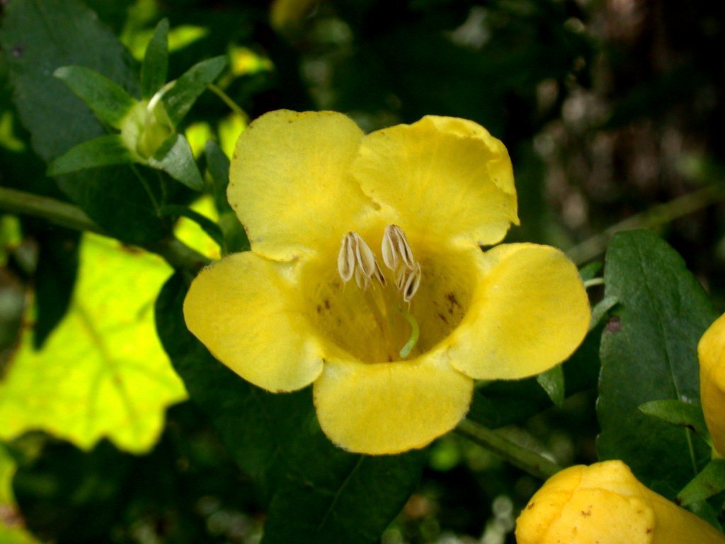 spreading yellow false foxglove