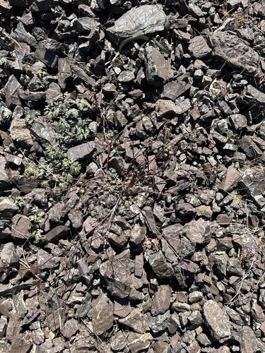 Image of Sanicula saxatilis by (c) Matt Berger, some rights reserved (CC BY)