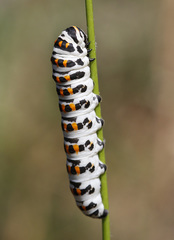 Papilio alexanor