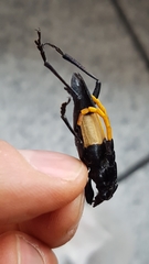 Pachyteria dimidiata