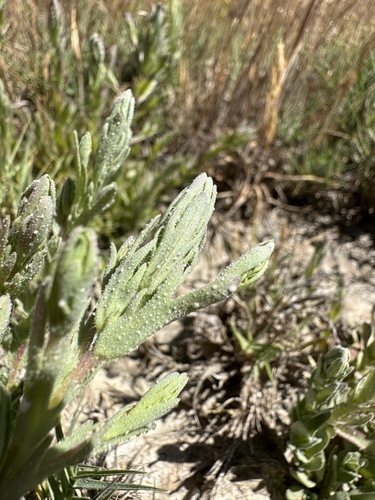 Image of Chloropyron palmatum by (c) Matt Berger, some rights reserved (CC BY)