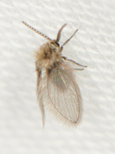 Psychoda cinerea