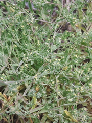 Bupleurum semicompositum