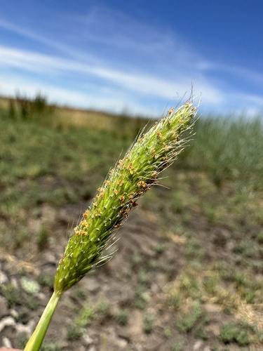 Image of Alopecurus saccatus by (c) Matt Berger, some rights reserved (CC BY)