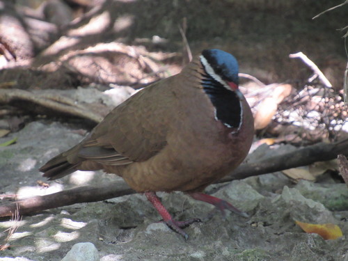 Starnoenas cyanocephala
