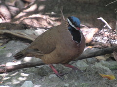 Starnoenas cyanocephala