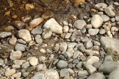 Ophiogomphus colubrinus